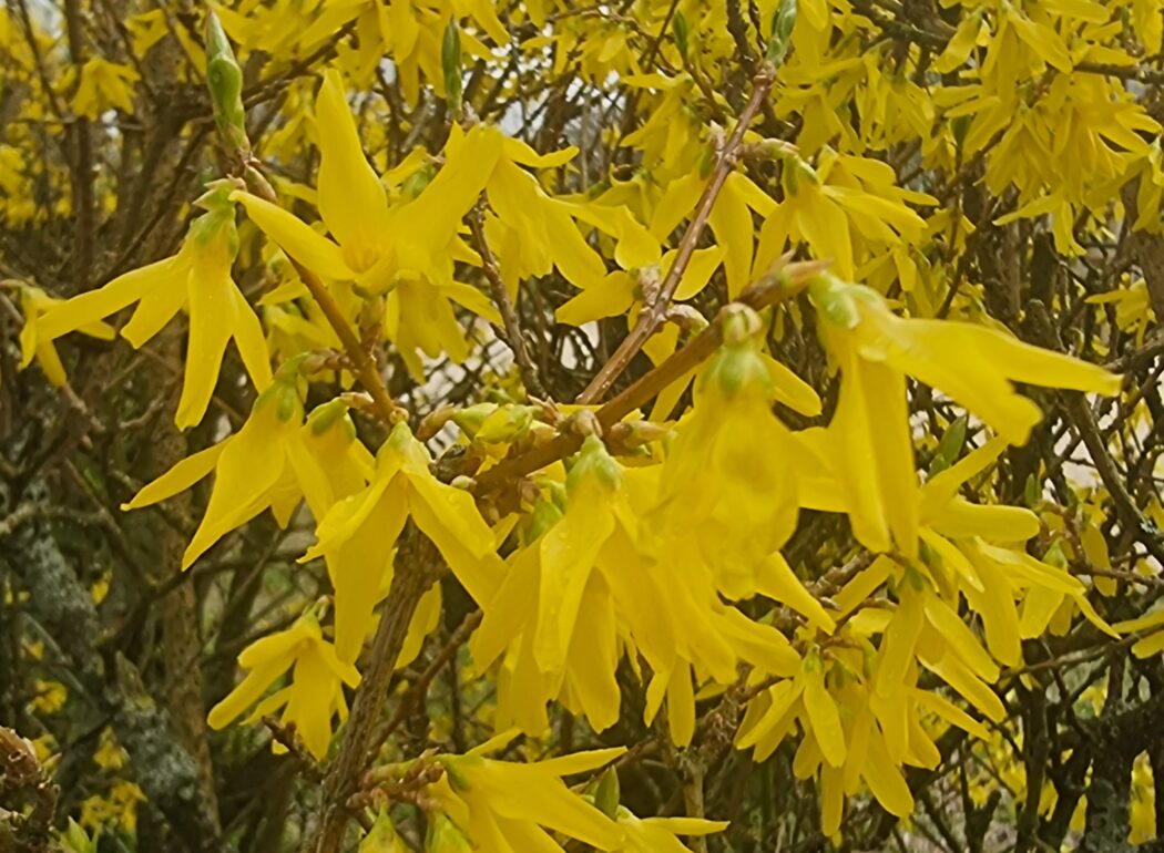 żółte kwiaty na krzewie
